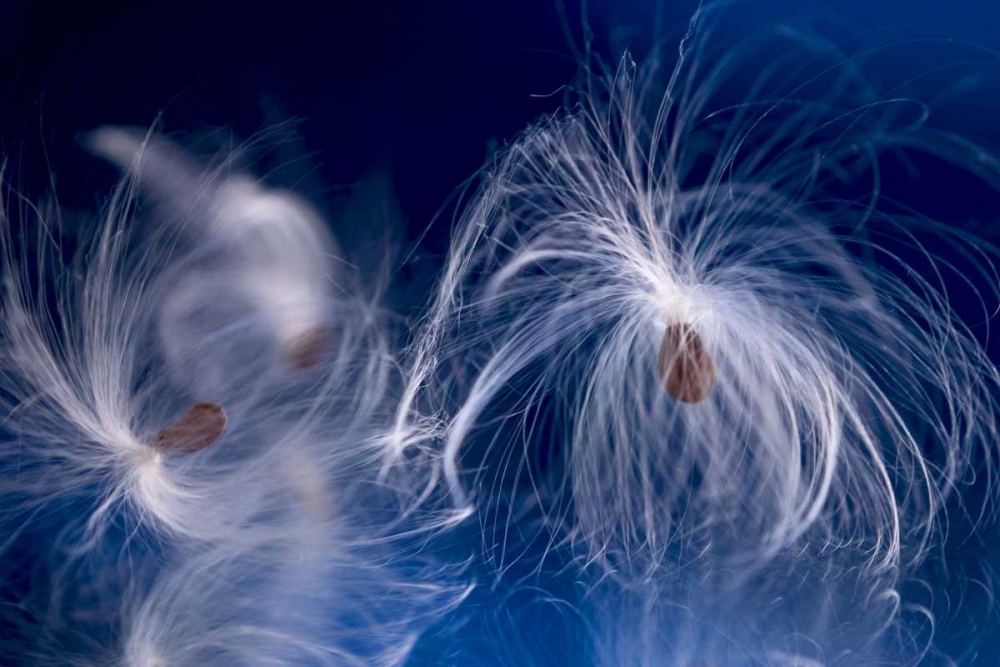 Maine, Harpswell Milkweed seeds on a mirror